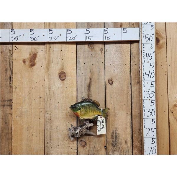 11" Bluegill Real Skin Fish Taxidermy