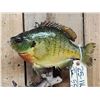Image 2 : 11" Bluegill Real Skin Fish Taxidermy
