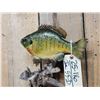 Image 3 : 11" Bluegill Real Skin Fish Taxidermy