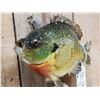 Image 4 : 11" Bluegill Real Skin Fish Taxidermy