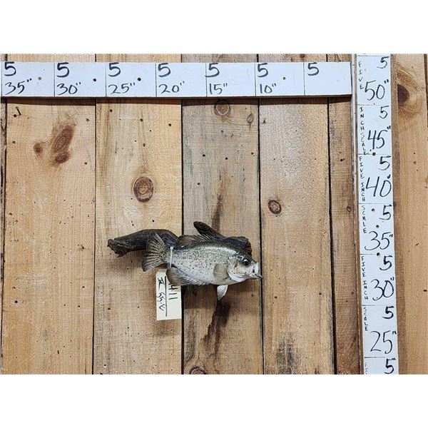 12" Crappie Real Skin Fish Taxidermy