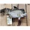 Image 2 : 12" Crappie Real Skin Fish Taxidermy
