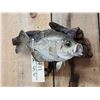 Image 3 : 12" Crappie Real Skin Fish Taxidermy