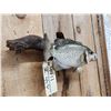 Image 4 : 12" Crappie Real Skin Fish Taxidermy