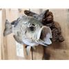Image 5 : 12" Crappie Real Skin Fish Taxidermy