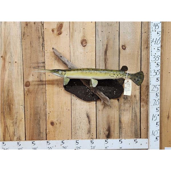 34" Gar Real Skin Fish Taxidermy