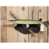 Image 2 : 34" Gar Real Skin Fish Taxidermy