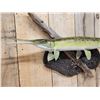 Image 3 : 34" Gar Real Skin Fish Taxidermy
