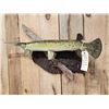 Image 4 : 34" Gar Real Skin Fish Taxidermy
