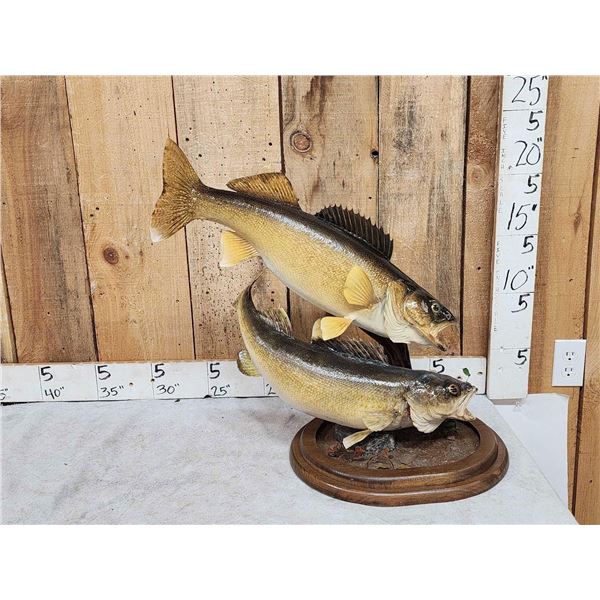 26" & 27" Walleye Real Skin Fish Taxidermy