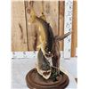 Image 3 : 26" & 27" Walleye Real Skin Fish Taxidermy