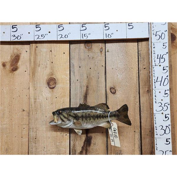 17" Largemouth Bass Real Skin Fish Taxidermy