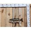 Image 1 : 17" Largemouth Bass Real Skin Fish Taxidermy