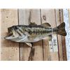 Image 2 : 17" Largemouth Bass Real Skin Fish Taxidermy
