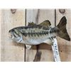 Image 3 : 17" Largemouth Bass Real Skin Fish Taxidermy
