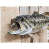 Image 4 : 17" Largemouth Bass Real Skin Fish Taxidermy