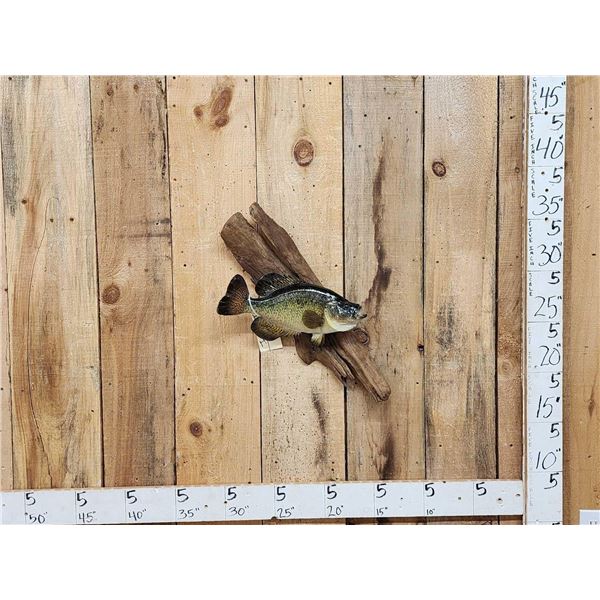 15" Crappie Real Skin Fish Taxidermy