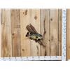 Image 1 : 15" Crappie Real Skin Fish Taxidermy
