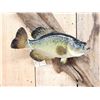 Image 2 : 15" Crappie Real Skin Fish Taxidermy