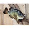 Image 3 : 15" Crappie Real Skin Fish Taxidermy