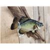 Image 4 : 15" Crappie Real Skin Fish Taxidermy