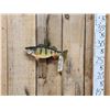 Image 2 : 14" Perch Real Skin Fish Taxidermy