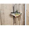 Image 3 : 14" Perch Real Skin Fish Taxidermy