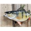 Image 4 : 14" Perch Real Skin Fish Taxidermy