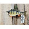 Image 5 : 14" Perch Real Skin Fish Taxidermy