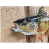 Image 6 : 14" Perch Real Skin Fish Taxidermy