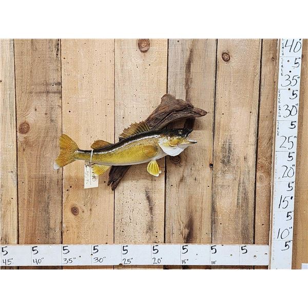 23" Walleye Real Skin Fish Taxidermy