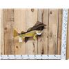 Image 1 : 23" Walleye Real Skin Fish Taxidermy