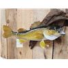 Image 2 : 23" Walleye Real Skin Fish Taxidermy