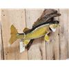 Image 3 : 23" Walleye Real Skin Fish Taxidermy