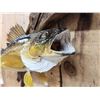 Image 4 : 23" Walleye Real Skin Fish Taxidermy