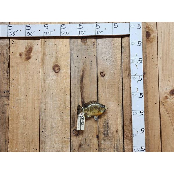 9" Bluegill Real Skin Fish Taxidermy