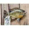 Image 2 : 9" Bluegill Real Skin Fish Taxidermy