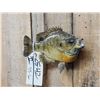 Image 3 : 9" Bluegill Real Skin Fish Taxidermy