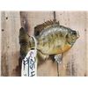 Image 4 : 9" Bluegill Real Skin Fish Taxidermy