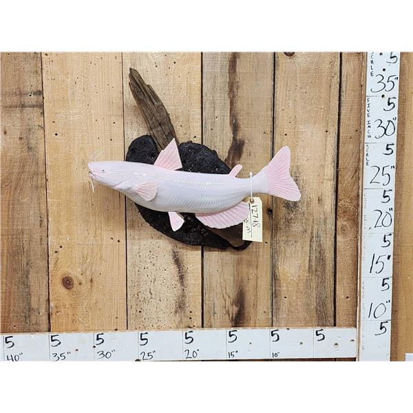 22" Albino Catfish Reproduction Fish Taxidermy