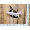 Image 1 : 22" Albino Catfish Reproduction Fish Taxidermy