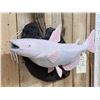 Image 3 : 22" Albino Catfish Reproduction Fish Taxidermy