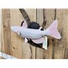 Image 4 : 22" Albino Catfish Reproduction Fish Taxidermy