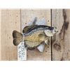 Image 2 : 12" Crappie Real Skin Fish Taxidermy