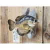 Image 3 : 12" Crappie Real Skin Fish Taxidermy