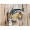 Image 4 : 12" Crappie Real Skin Fish Taxidermy