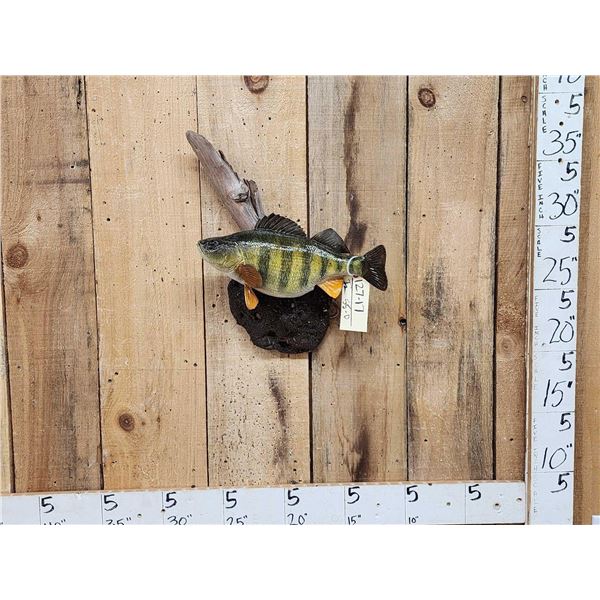 15" Perch Reproduction Fish Taxidermy