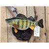 Image 2 : 15" Perch Reproduction Fish Taxidermy