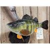 Image 3 : 15" Perch Reproduction Fish Taxidermy