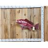 Image 1 : 32" Red Fish Reproduction Fish Taxidermy Mount